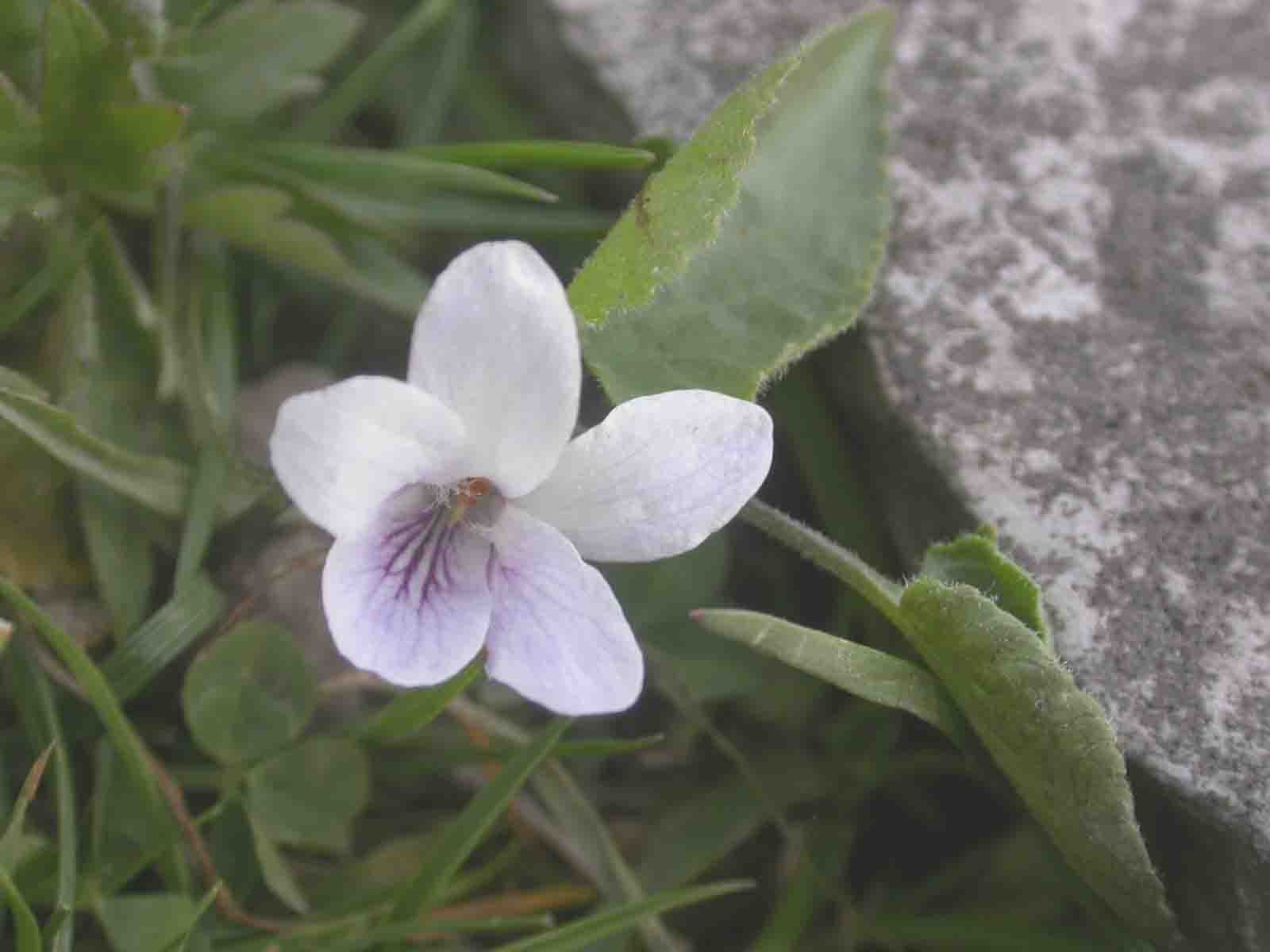 Viola thomasiana / Viola di Thomas